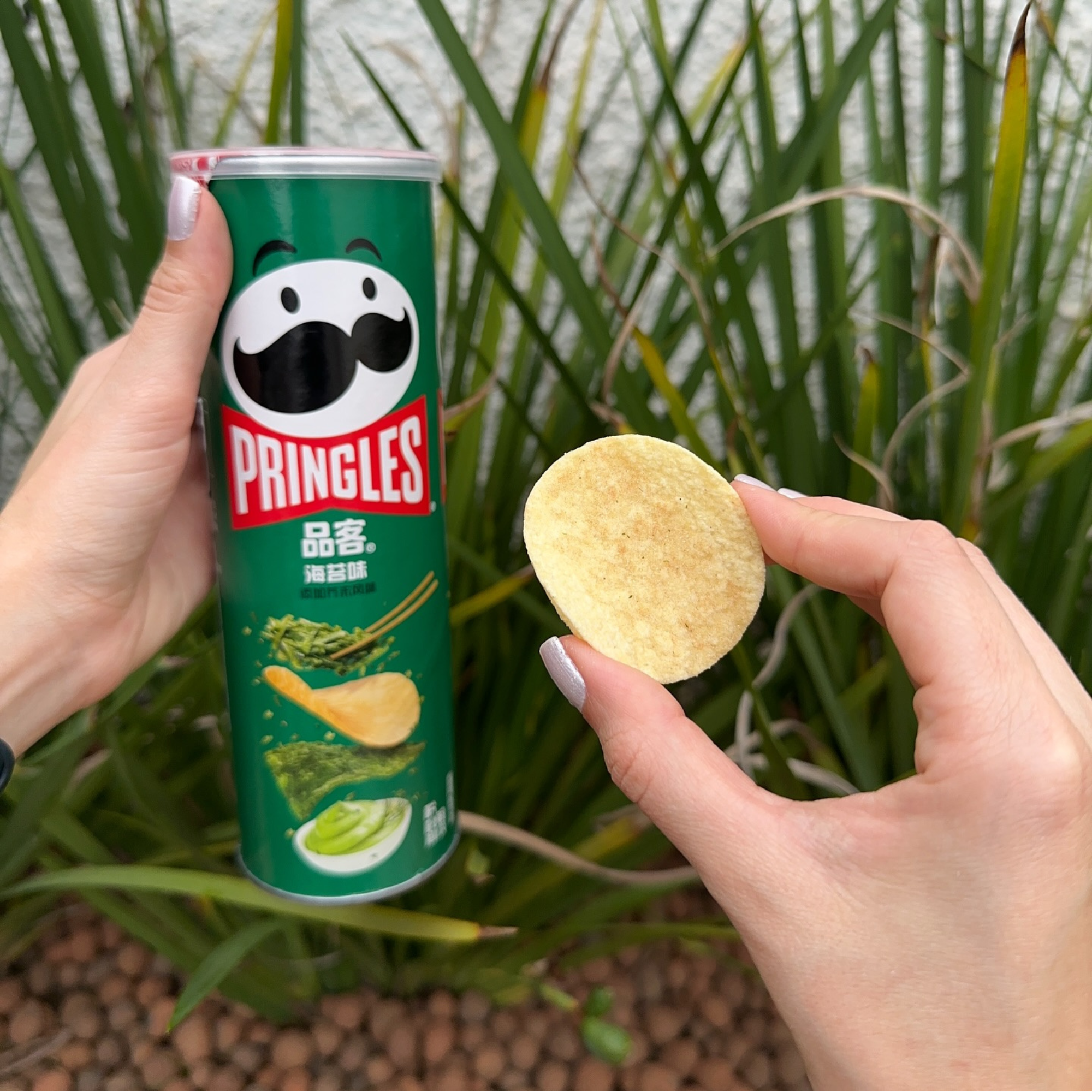 A person holds a green Asian Pringles can with seaweed flavor, alongside a single chip in the other hand. Background shows lush green plants.